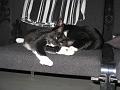 Spike & Zoey 25 oktober 2008 (4)